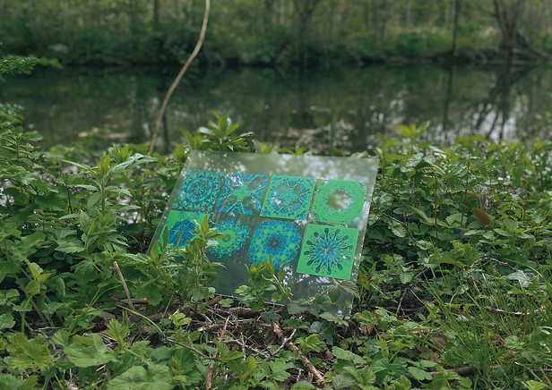 Printed fractal patterns displayed in nature